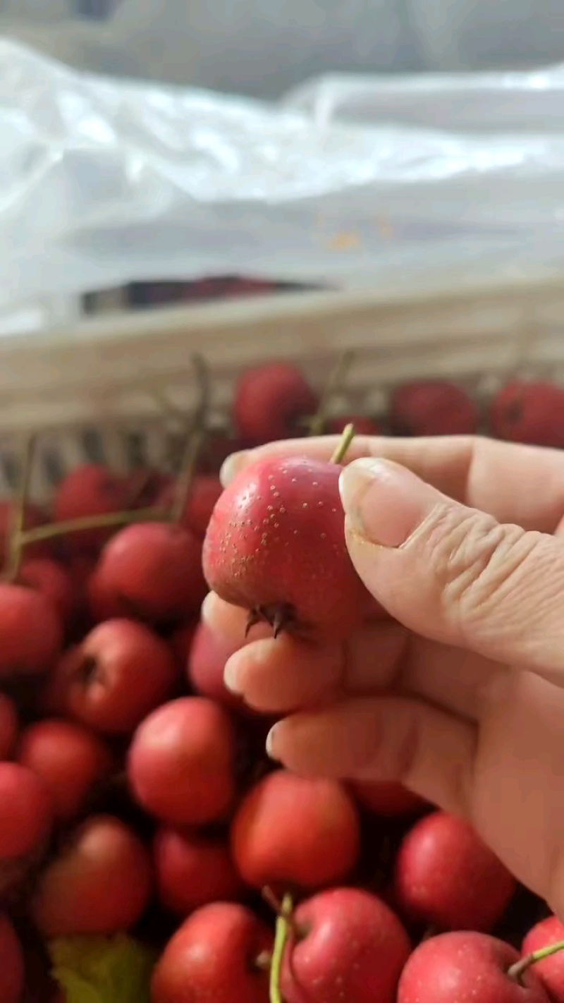 新鲜山楂甜红子品种