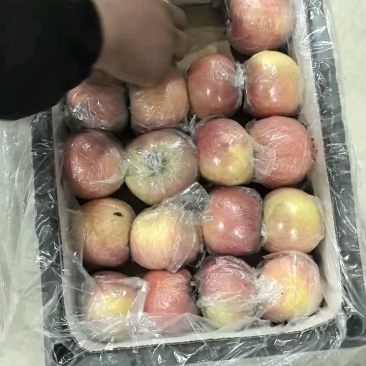 富士苹果，个大，颜色红。口感脆甜。欢迎客商联系