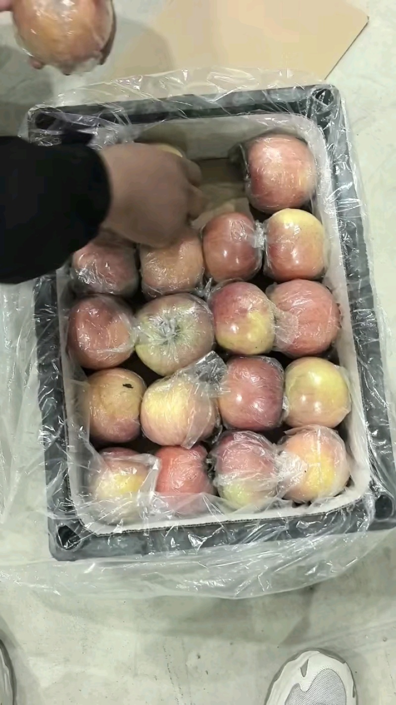 富士苹果，个大，颜色红。口感脆甜。欢迎客商联系