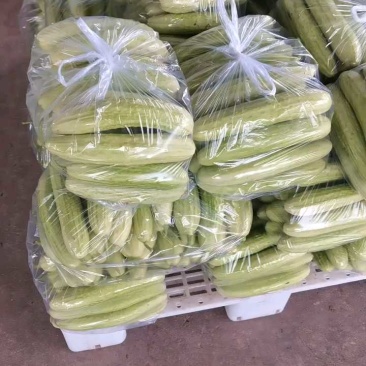 旱地黄瓜，湖北旱地黄瓜，产地直发，大量出货，诚信经营