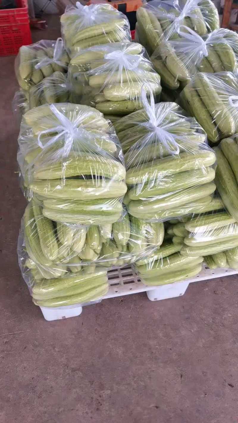 旱地黄瓜，湖北旱地黄瓜，产地直发，大量出货，诚信经营