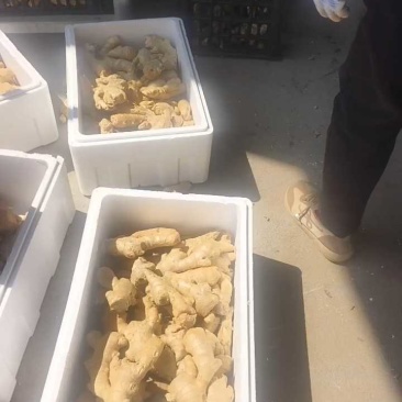 山东窖藏小黄姜一手货源保质保量全国发货【品种齐全】