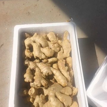 山东窖藏优质生姜产地一手货源保质保量面向全国发货