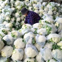 菜花（有机散花、松花菜）产地直供、量大从优、合作共赢