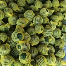 【精品】特小凤西瓜每日可供10万斤，保证质量，欢迎批发