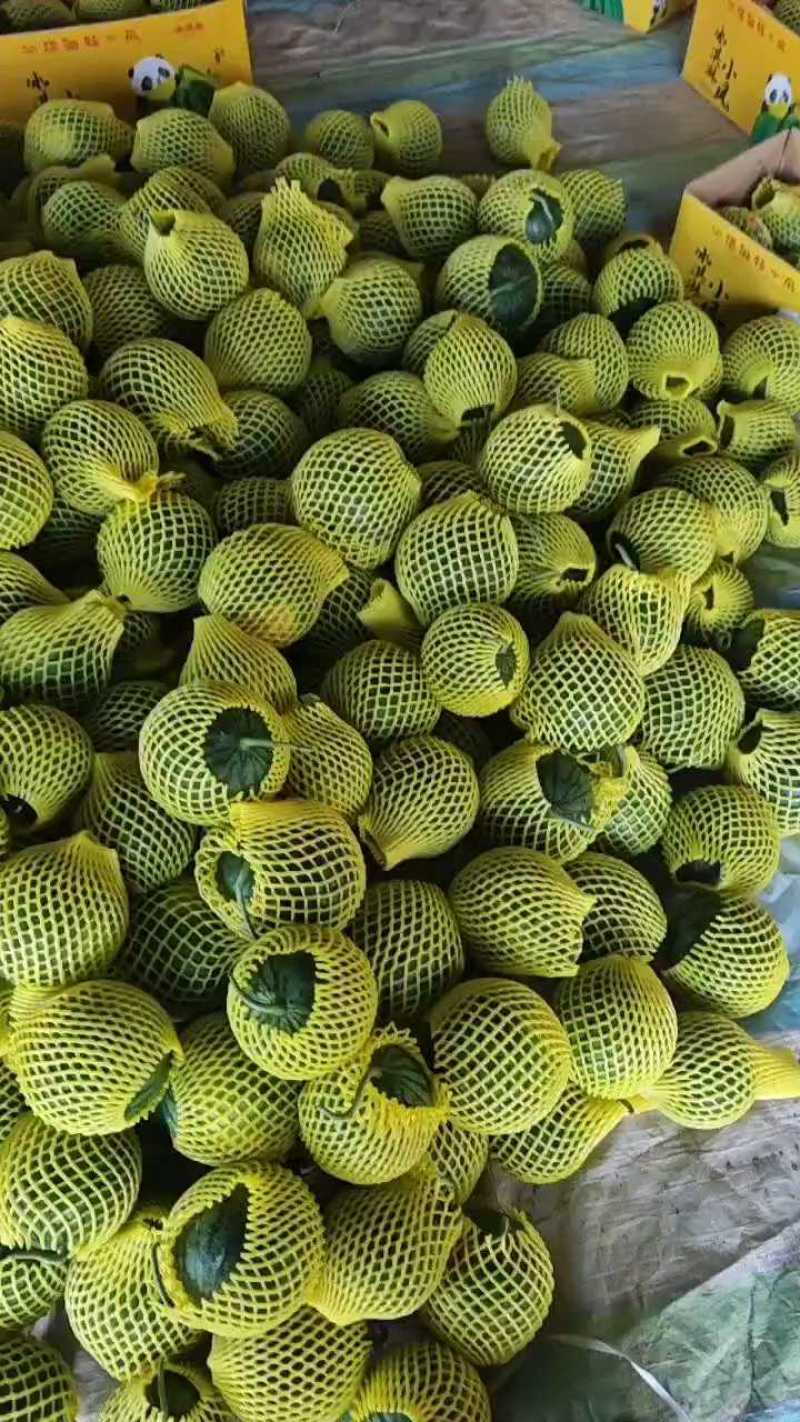 【精品】特小凤西瓜每日可供10万斤，保证质量，欢迎批发