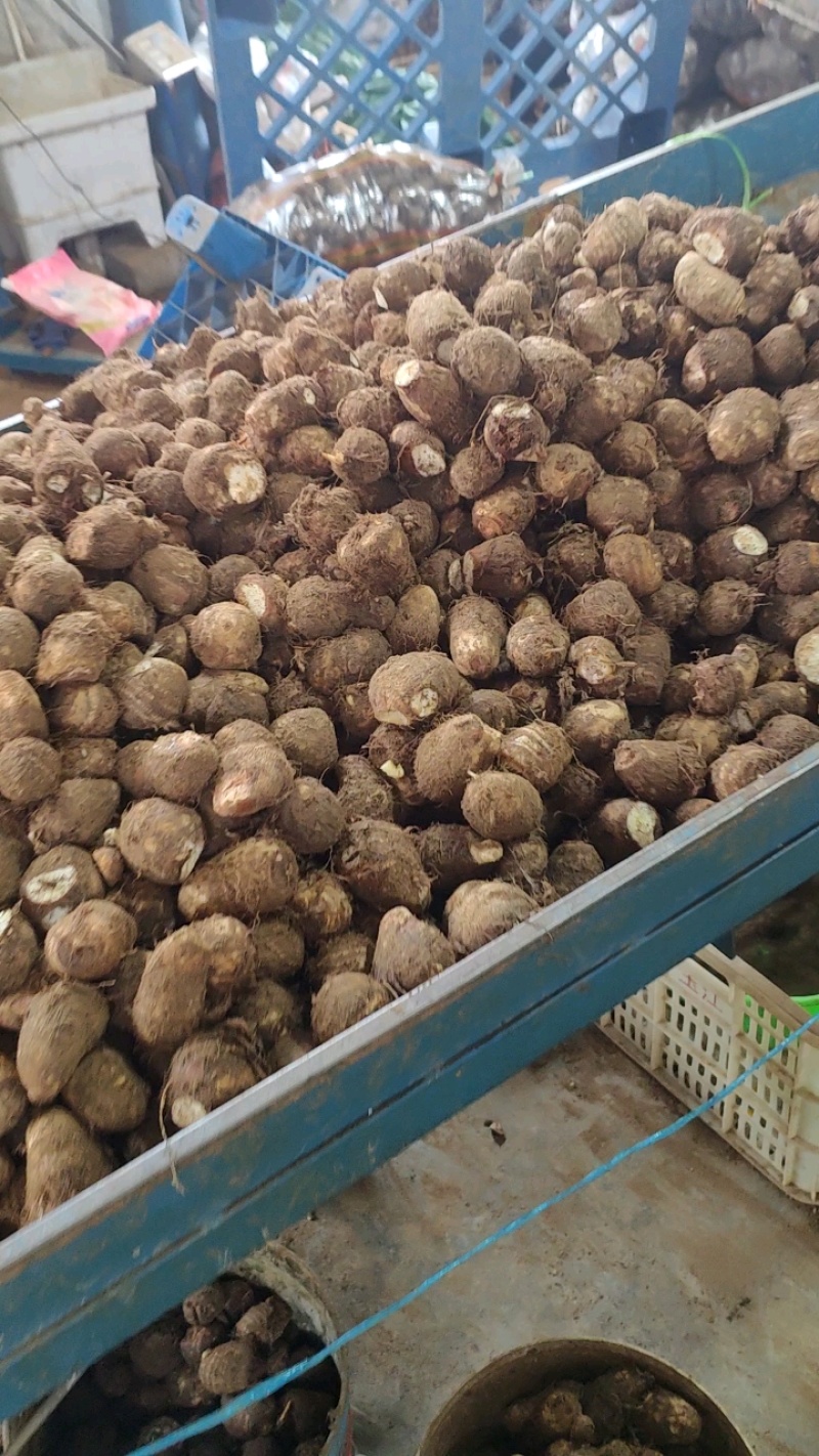 精品毛芋头芋头8520牛奶芋头电商超市商超