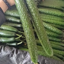 山东密刺黄瓜大量上市新鲜采摘青皮青瓤顶花带刺全国代发货