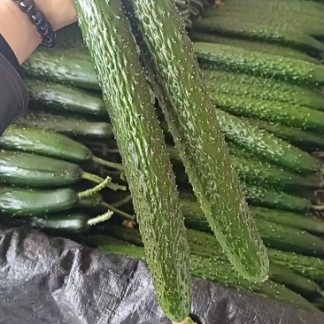 山东密刺黄瓜大量上市新鲜采摘青皮青瓤顶花带刺全国代发货