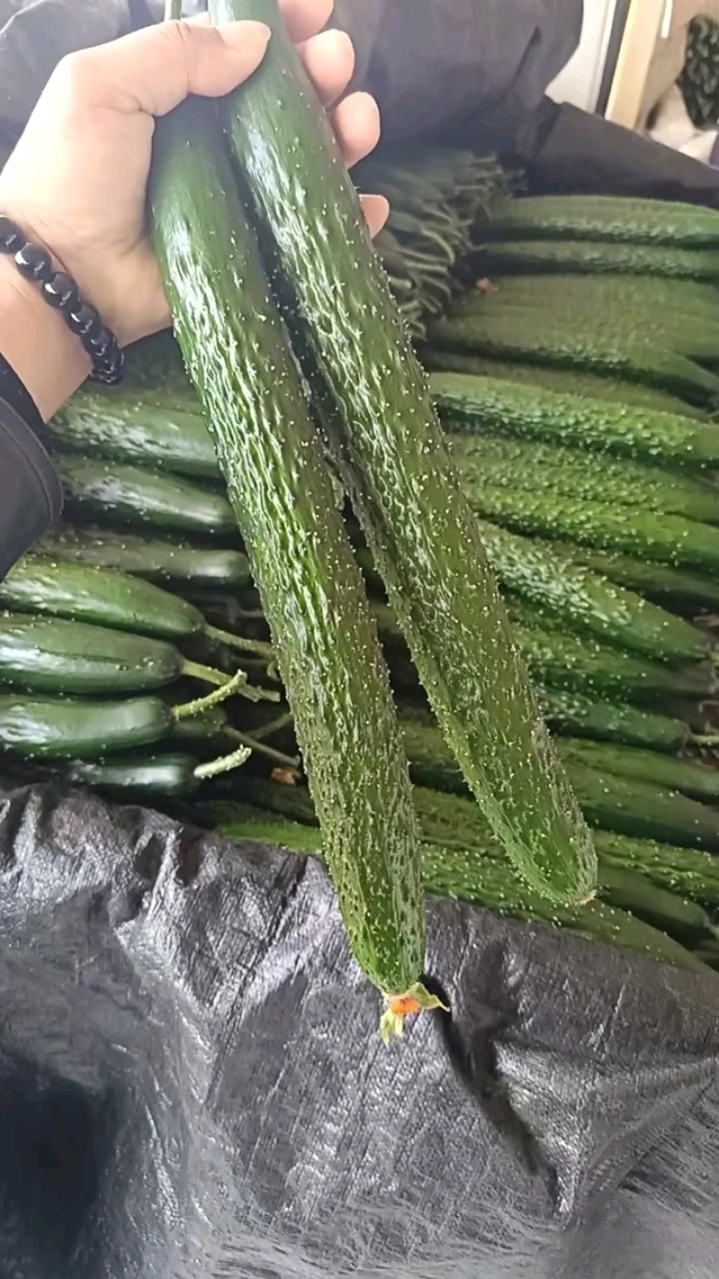 山东密刺黄瓜大量上市新鲜采摘青皮青瓤顶花带刺全国代发货