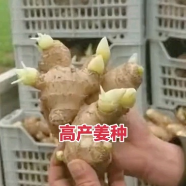 优质高产姜种大黄姜种子免费提供技术跟踪指导抗病高产
