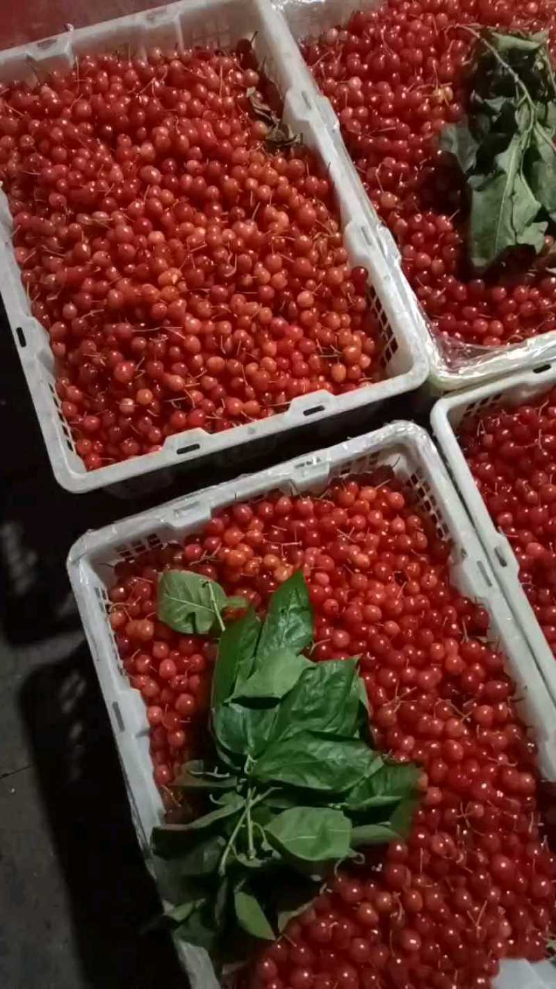 樱桃苗贵州甜樱桃红樱桃树