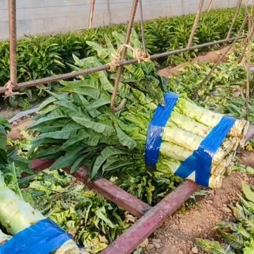 三原县红莴笋七毛起，货量充足！