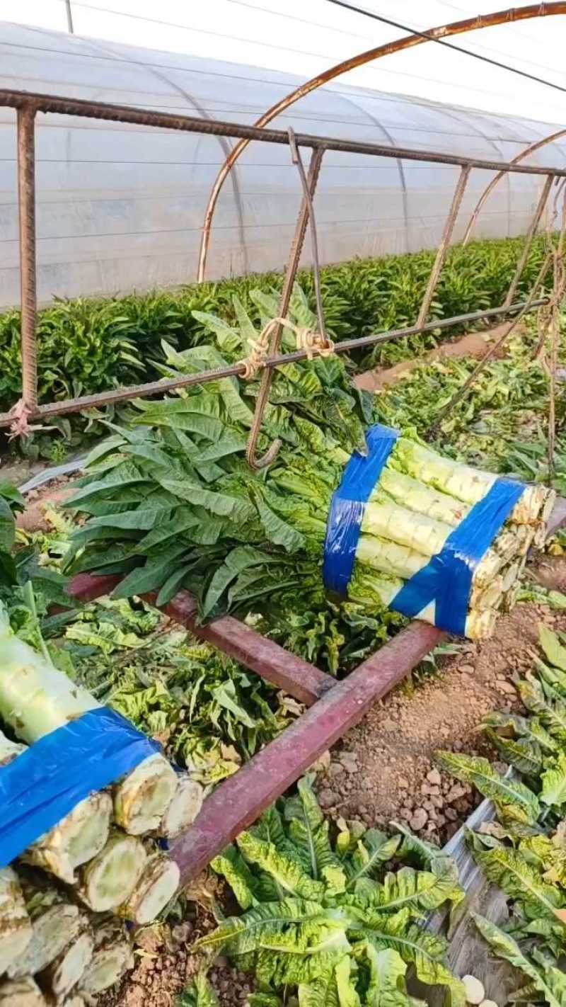 三原县红莴笋七毛起，货量充足！
