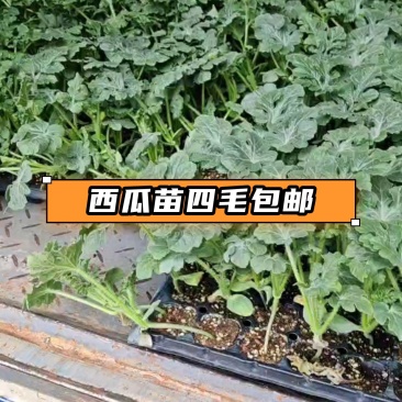 包邮直根嫁接西瓜苗美都甜王2K4K西瓜苗技术指导预订优惠
