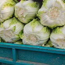 黄心大白菜，上市中，基地直发，欢迎订购。