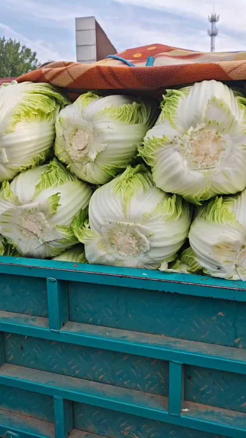 黄心大白菜，上市中，基地直发，欢迎订购。