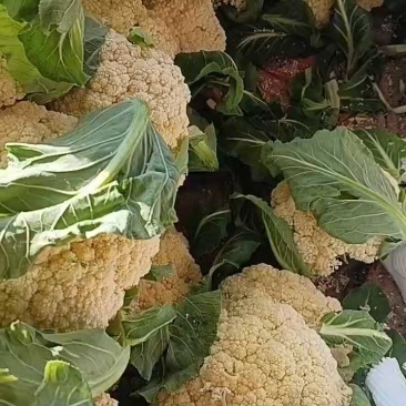 菜花好货/大量有货/货源充足/欢迎选购
