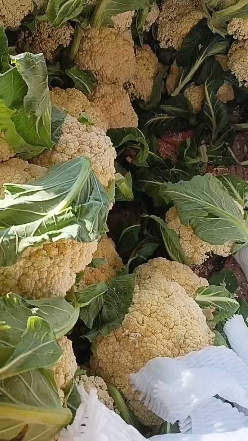菜花好货/大量有货/货源充足/欢迎选购