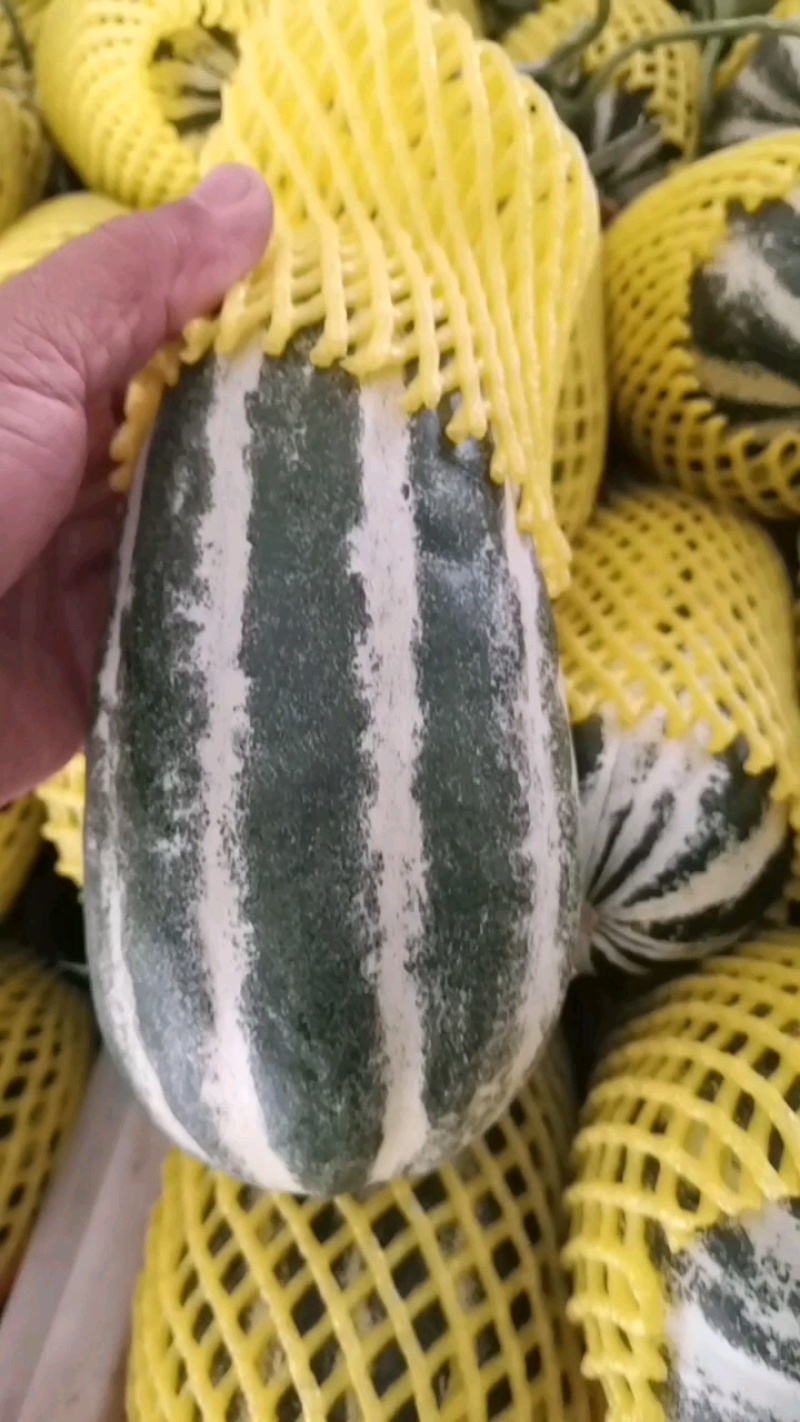 精品博洋小白瓜大量上市，质量好速装车！