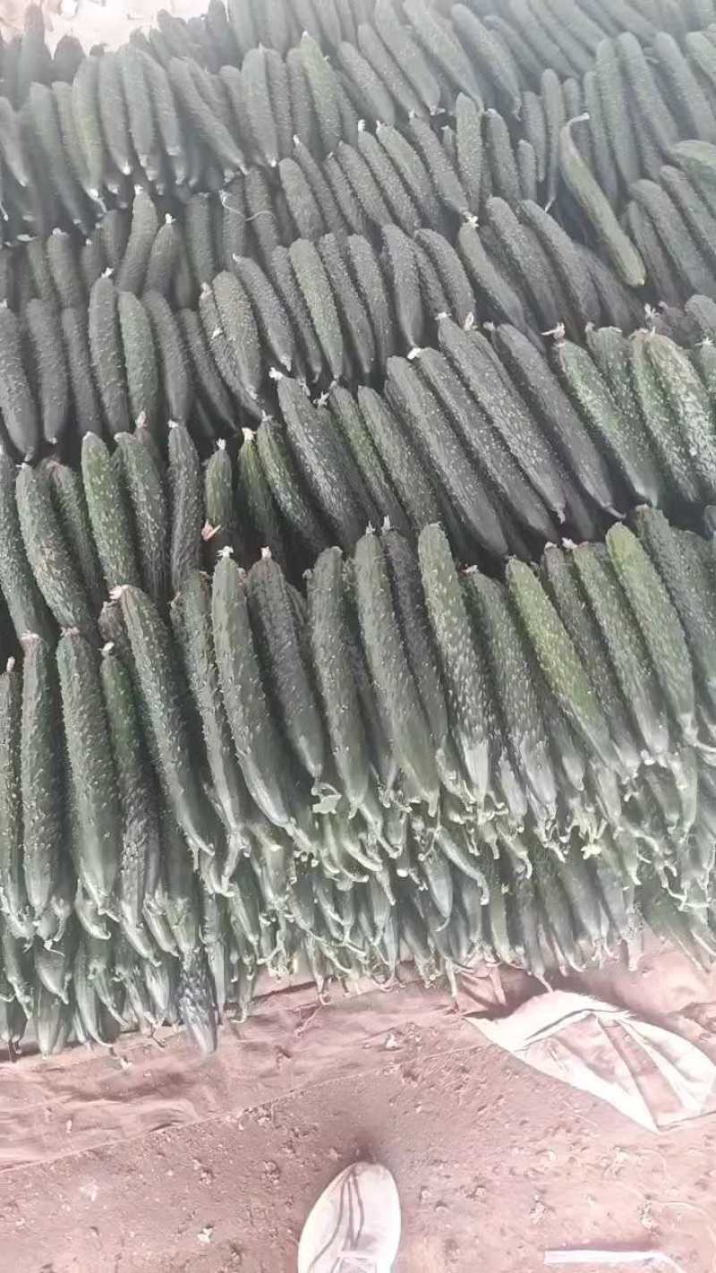精品莘县黄瓜，密刺黄瓜，大量供应条形好直条干花，保质保量