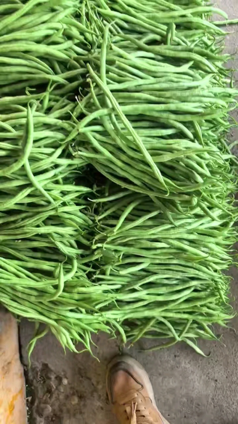 【无筋豆】脆嫩现摘对接大型批发商户，产地直发