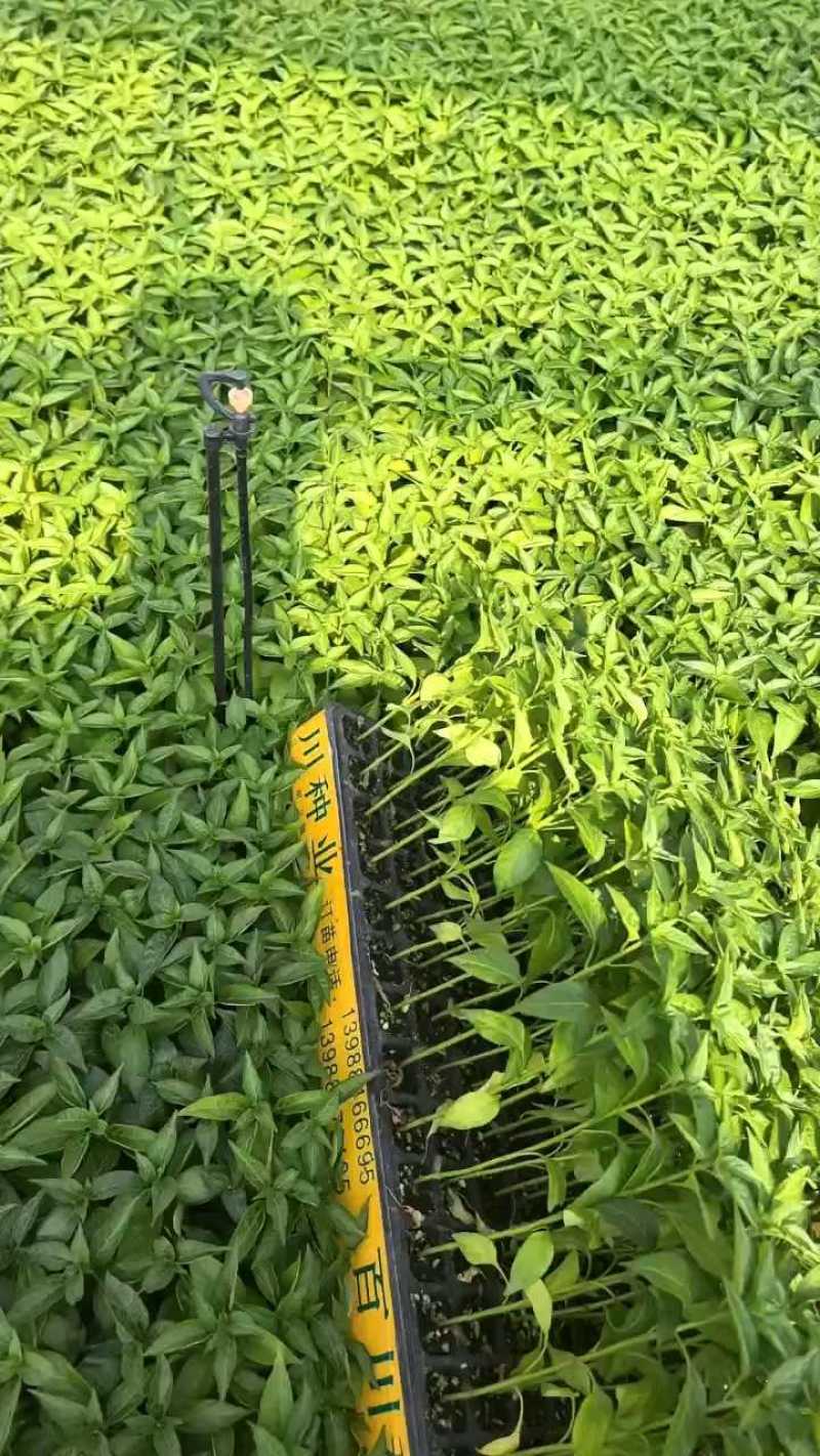 精品朝天椒苗，品质杠杠的，今日下单今日发！