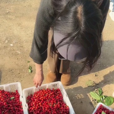 樱桃🍒🍒熟了