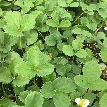 随珠草莓苗早熟果大适合大棚种植草莓苗