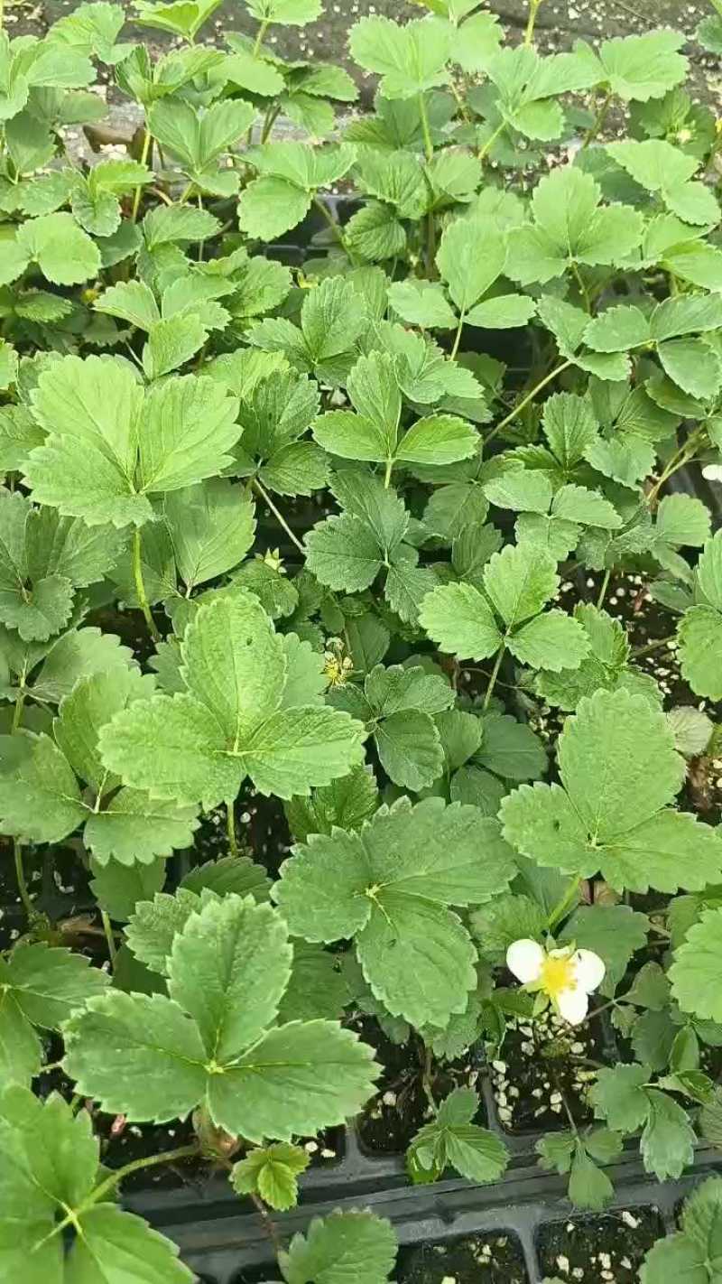 随珠草莓苗早熟果大适合大棚种植草莓苗