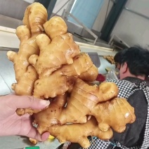 河北【大黄姜/一手货源】产地批发水洗姜/风干姜/沙土姜