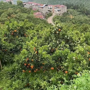 湖北秭归纽荷尔脐橙产地直供果面光滑橙红色肉质脆嫩化渣