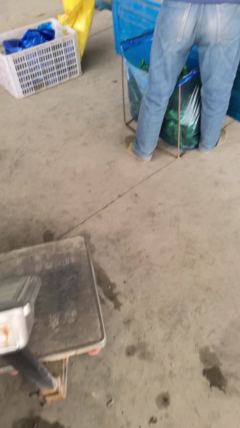 辣椒/青椒/东台辣椒/鲜辣椒/东台青椒/泡椒基地供应全国