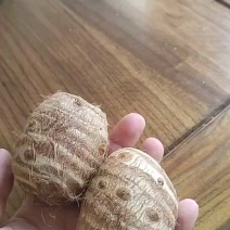 芋头8520毛芋头/常年供应/一手货源规格齐全/全国发