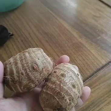 毛芋头/山东毛芋头/大小规格都有/常年供应提供一条龙服务