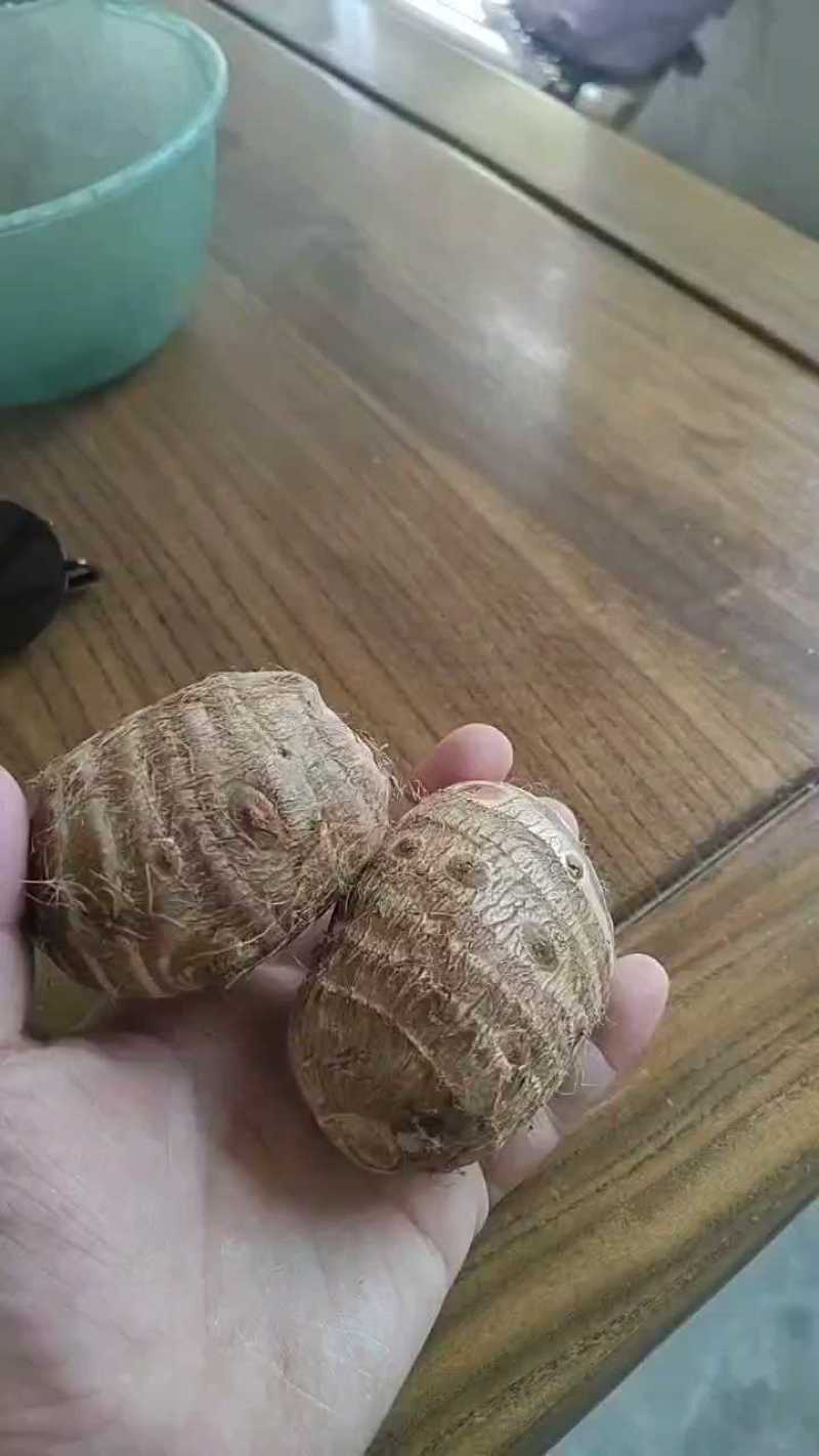 毛芋头/山东毛芋头/大小规格都有/常年供应提供一条龙服务