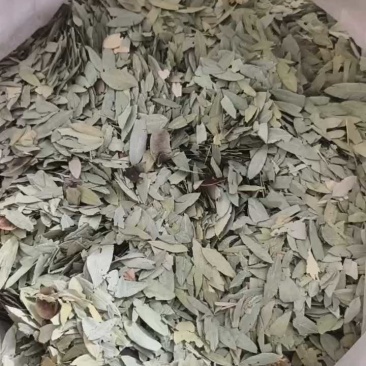 番泻叶泻叶今年新货货干产地广西省足斤足两地道