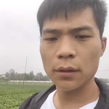 河南南阳黄心大白菜大量有货支持各种规格