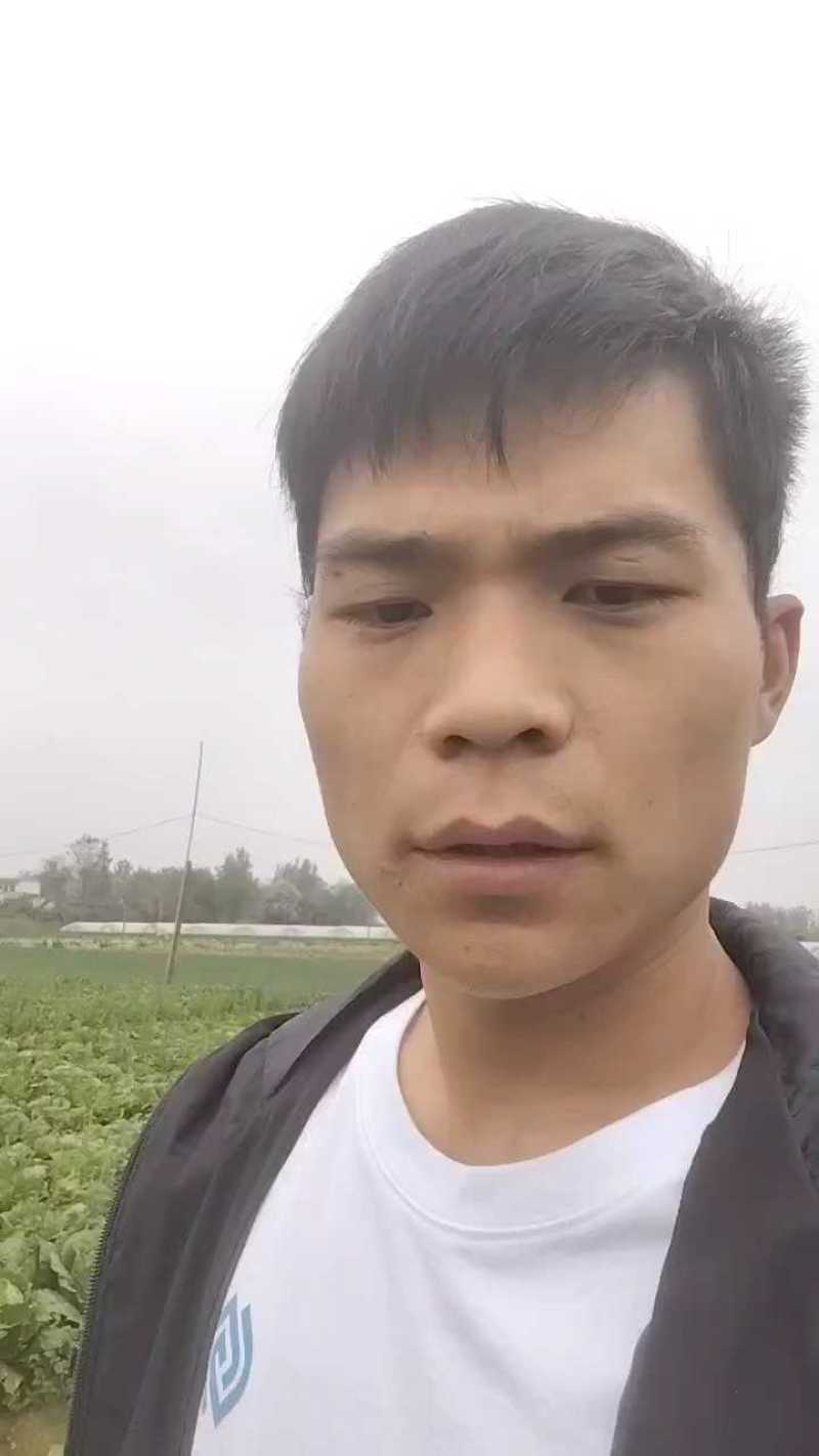 河南南阳黄心大白菜大量有货支持各种规格
