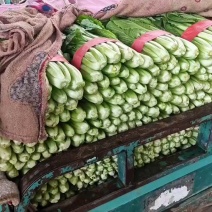 小白菜20cm以上颗均匀颜色绿耐运输
