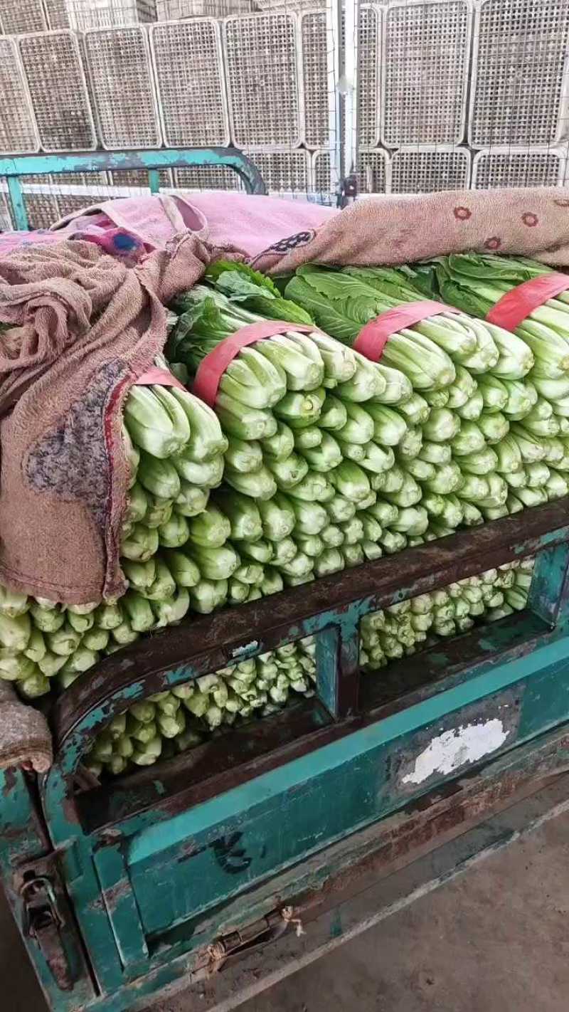 小白菜20cm以上颗均匀颜色绿耐运输