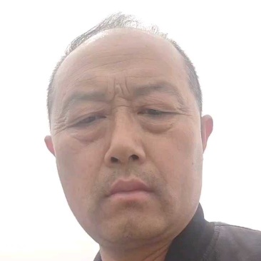 牛心甘蓝嫩黄脆甜，正在装车发货