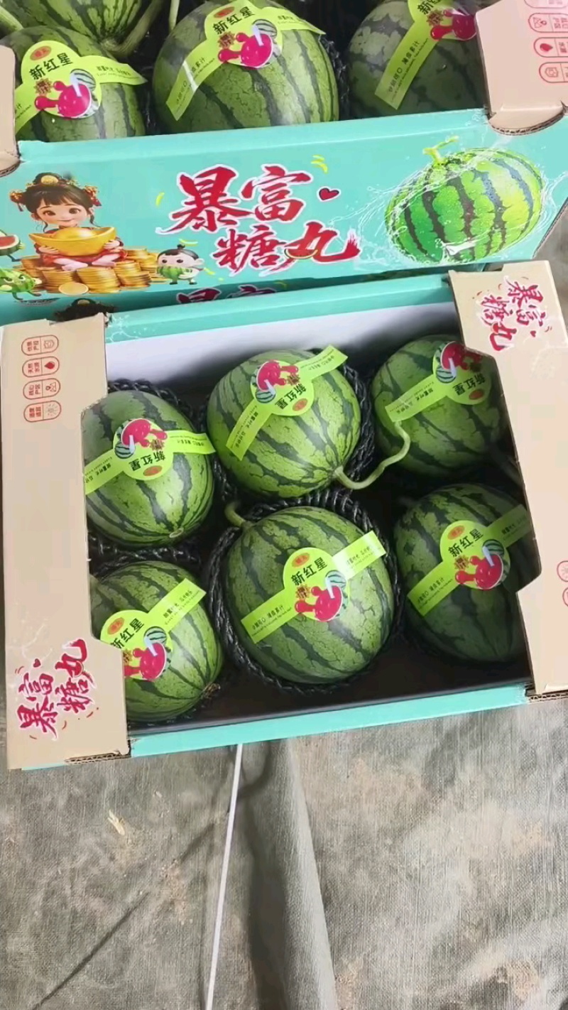 【小糖丸西瓜】砀山大量上市，皮薄口感好，糖份高，货源充足