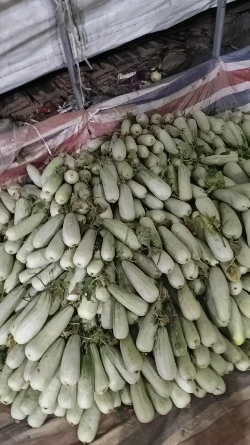 热卖山东临沂费县甜瓜产地，博洋61脆甜可口大红瓤，肉香