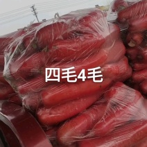 山东红水萝卜新鲜现挖现发货，可对接电商货市场一条龙服务质