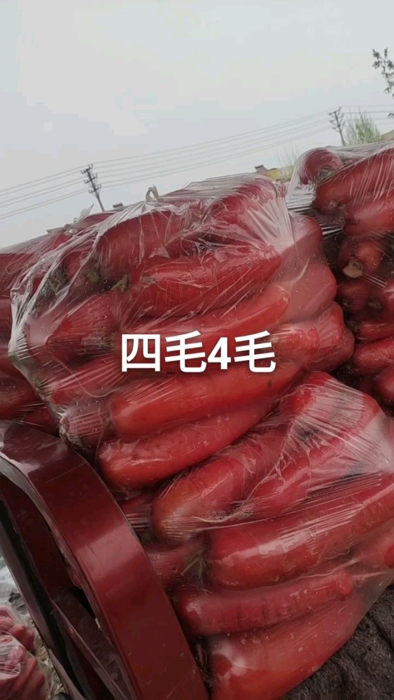 山东红水萝卜新鲜现挖现发货，可对接电商货市场一条龙服务质