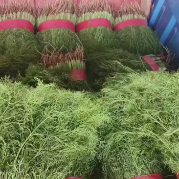 欢迎来电，精品【茴香】可供全国客商前来采购