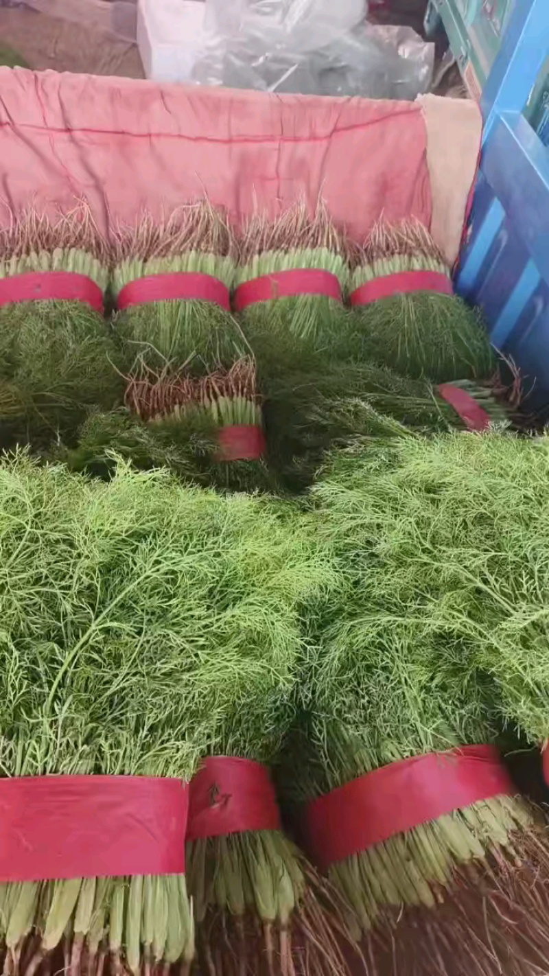 欢迎来电，精品【茴香】可供全国客商前来采购