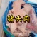 猪头肉一件20斤批发，去骨干净直接卤