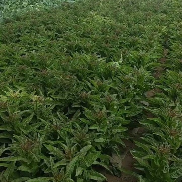 甄选莴笋开封莴苣三青皮莴笋红叶香莴苣大量供应